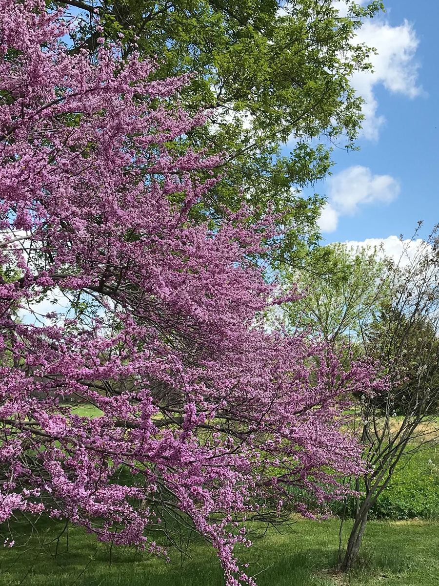 Strasburg Community Park – Love Our Park